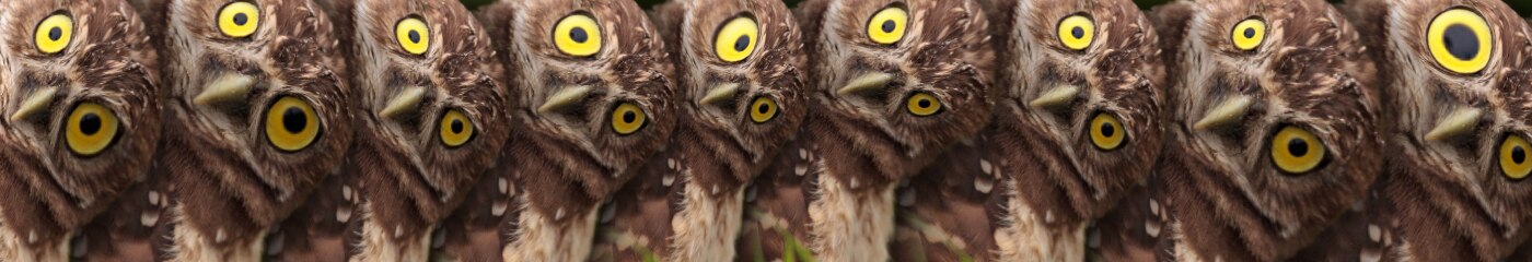 Random Acid Owls