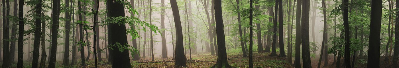Random Forest